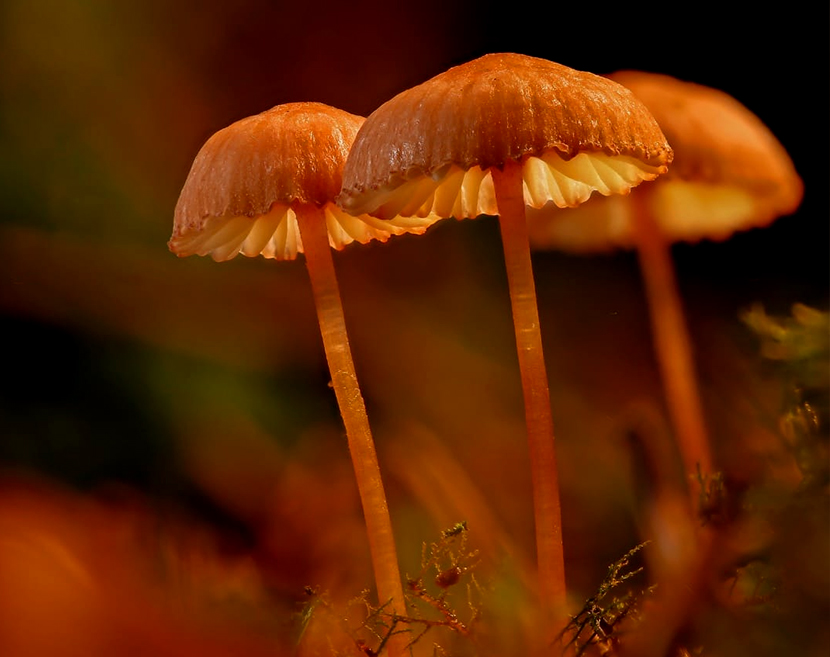 Cogumelos de Poder